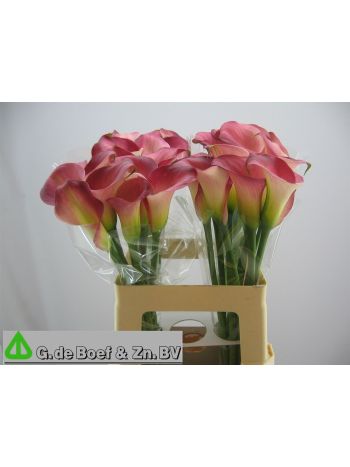 ZANT CANDY DREAM 60CM
