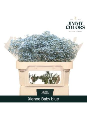 GYPS OV KLB H% - LIGHT BLUE
