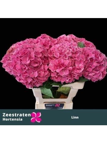 HYDR M MAG LINN 60CM