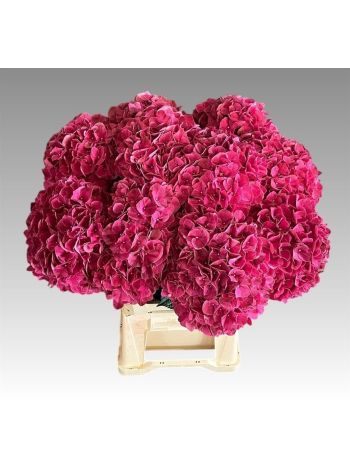 HYDR M MAG PINK RUBY 60CM