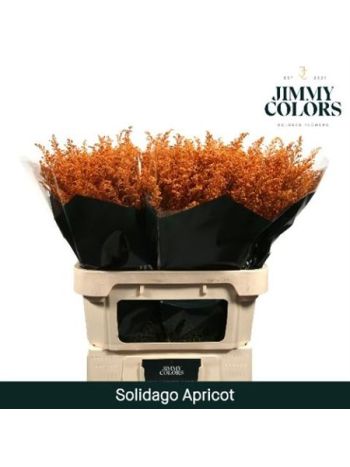 SOLI OV KLB H% - APRICOT
