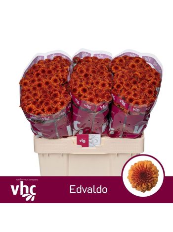 CHR SAN  EDVALDO