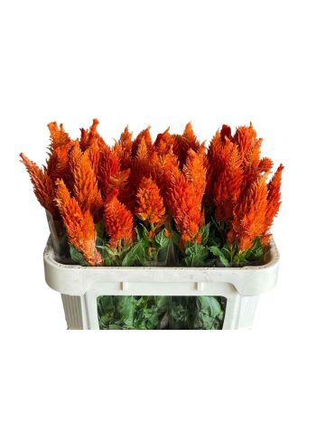 CEL P SUNDAY ORANGE