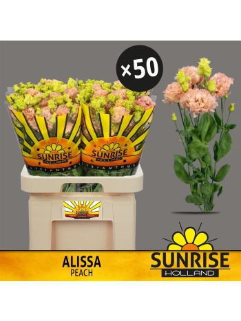 EUS G ALISSA PEACH