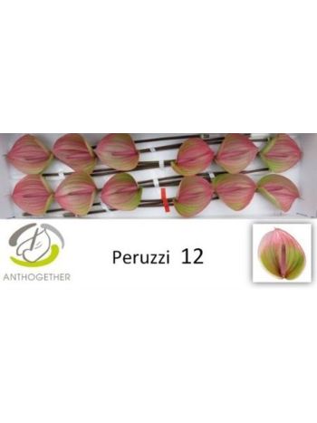 ANTH A PERUZZI *12