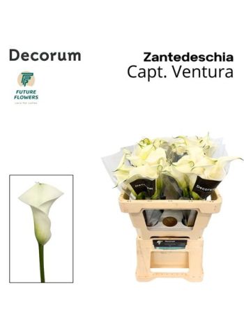 ZANT  CAPT VENTURA 55CM
