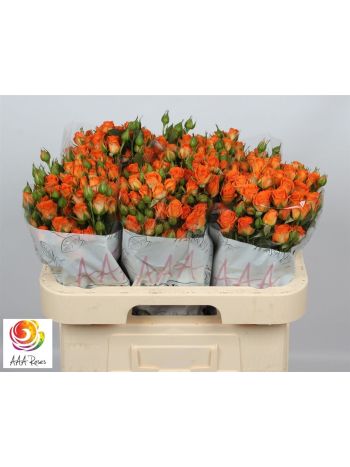R TR PICANTO 60CM