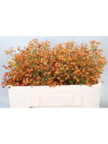 ROSA PRINSBERRY ORAN