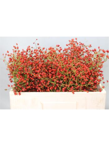 ROSA PRINSBERRY RED