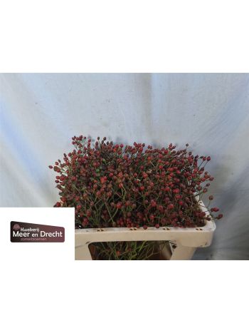 ROSA MAG RED CASCADE