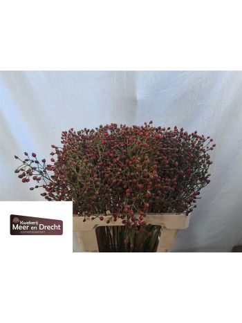 ROSA MAG RED CASCADE