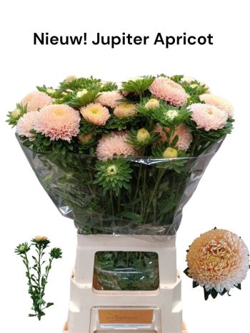 CALLIS JUPITER ROSE