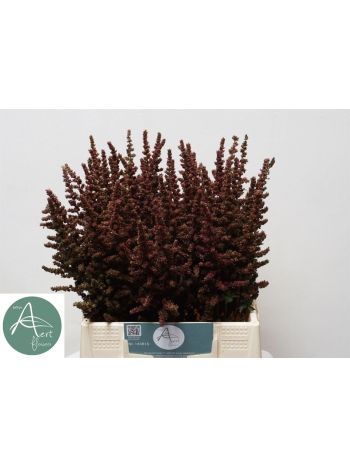 ASTIL AUTUMN GLOW 45CM