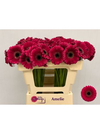 GE MI AMELIE