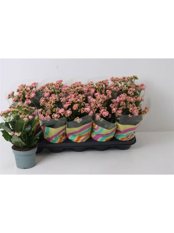 KAL ROSALIE PERF PINK AKCIO