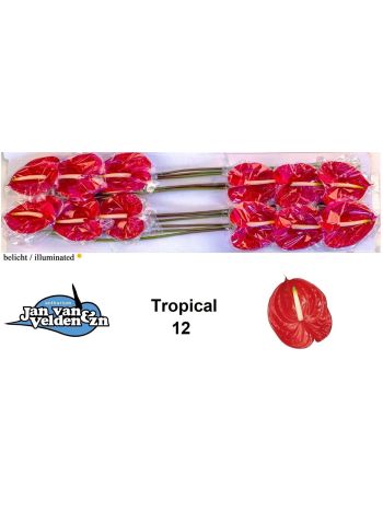ANTH A TROPICAL *12