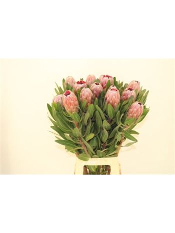 PROTEA PINK ICE