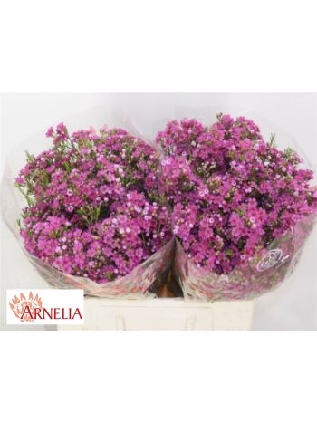 CHAME HAPPY DAYS 60CM