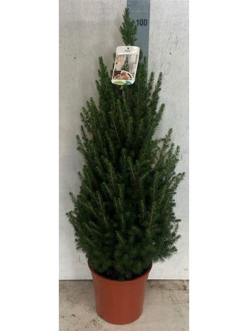 PICEA GL CONICA