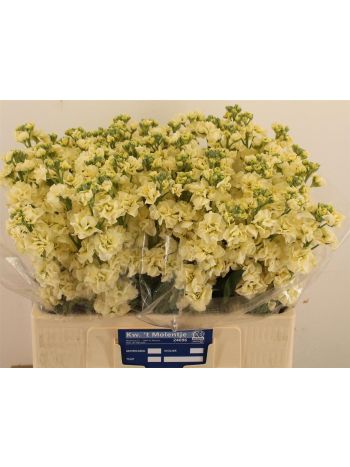 MATTH STOX YELLOW