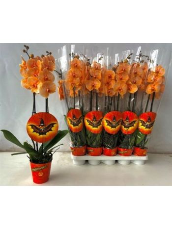 PHAL 2 ÁG FESTETT HALLOWEEN AKCIO