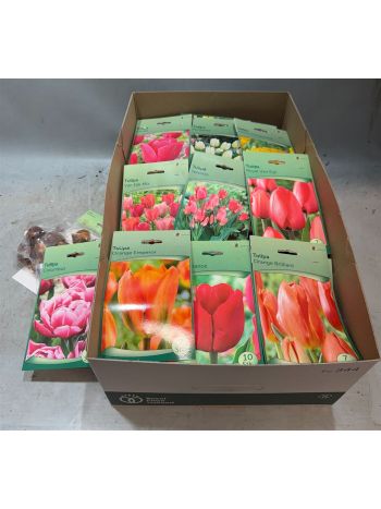 HAGYMA TULIPAN *40