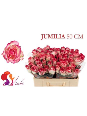 R GR5 JUMILIA