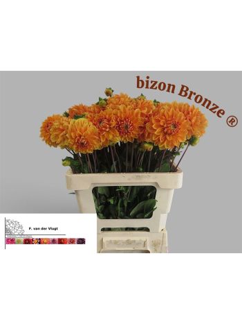 DAHL BIZON BRONZE
