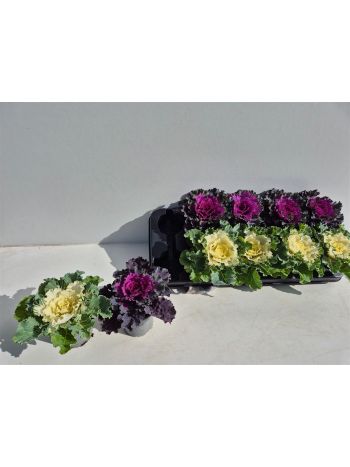 BRASSICA OLERACEA