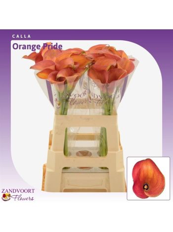 ZANT ORANGE PRIDE