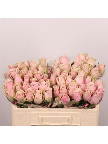R GR5 PINK ATHENA