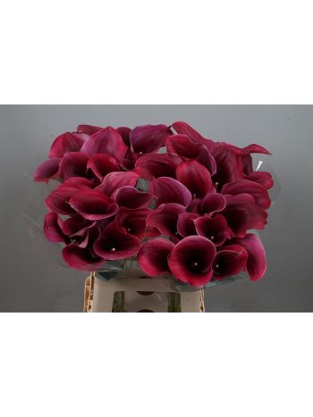 ZANT CAPT PROMISE 65CM