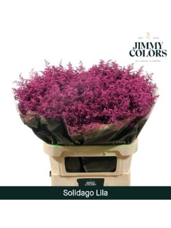 SOLI OV KLB H% 70CM - LILA