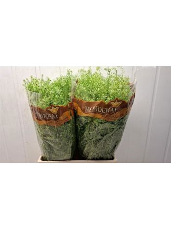 LEPIDIUM GREEN BELL