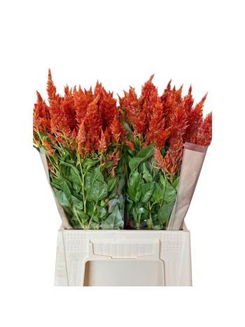 CEL P SUNDAY ORANGE 50CM