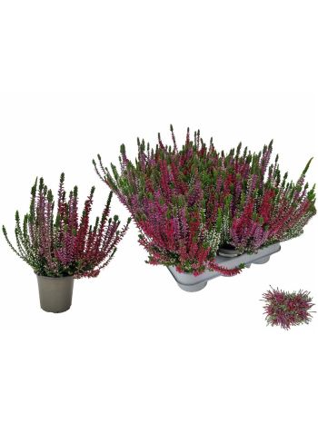 CALLU WIBOS TRIO