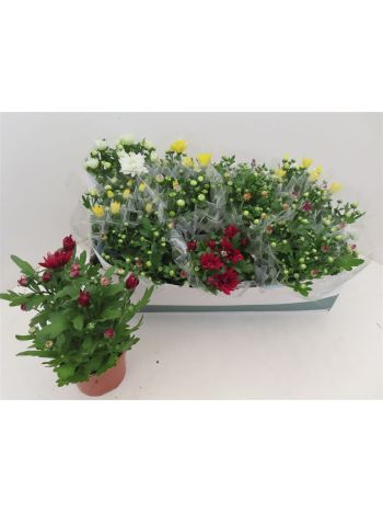 CHRYS GEM *12 DOBOZOS