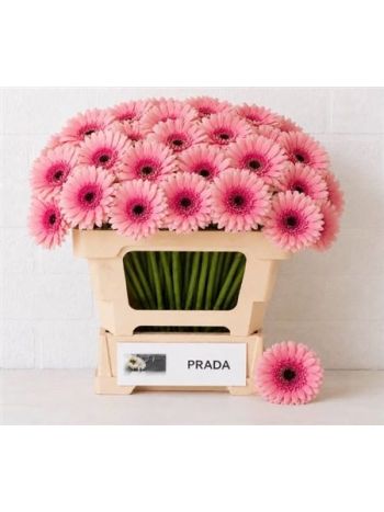 GE MI PRADA