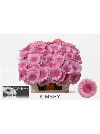GE MI KIMSEY