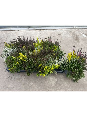 CALLU GA G TRIO