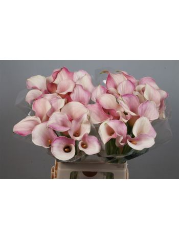 ZANT BLUSHING LADY 65CM
