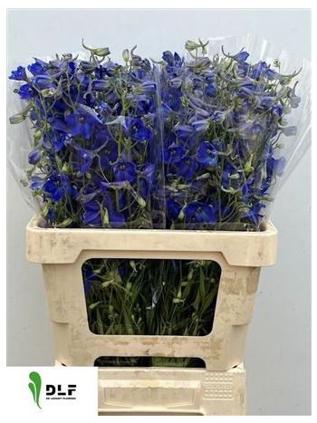 DELPH EN VOLKERFRIED 60CM