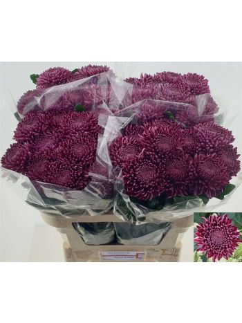 CHR G BIGOUDI PURPLE