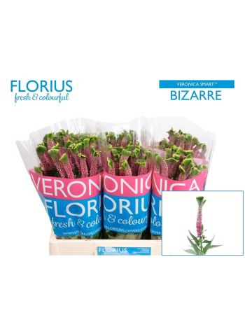 VERON SMART BIZARRE