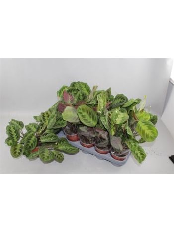MARANTA KERCHOVEANA