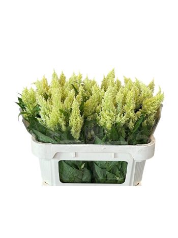 CEL P SUNDAY GREEN 70CM