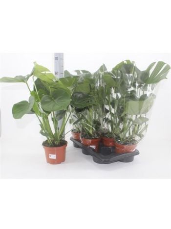 MONSTERA DELICIOSA