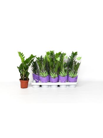 ZAMIOCULCAS ZAMIIFOL