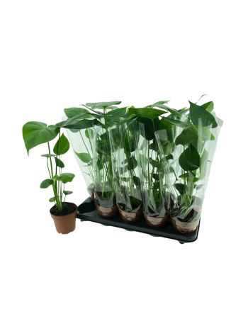 MONSTERA DELICIOSA