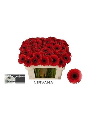 GE MI NIRVANA